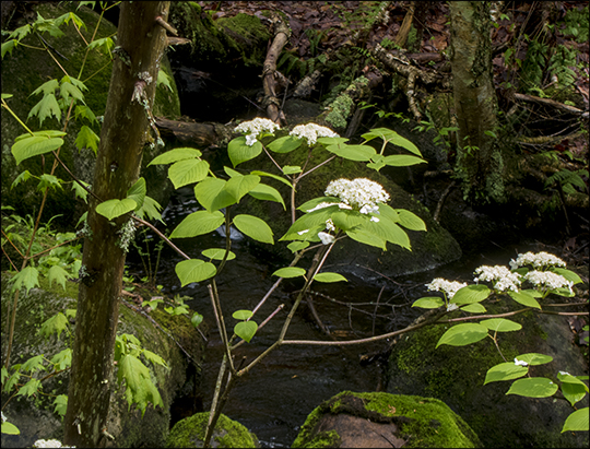 ruby runner bog plant