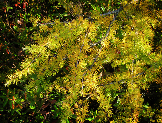 Trees of the Adirondacks:  Tamarack on Barnum Bog along the Boreal Life Trail at the Paul Smiths VIC (22 September 2012)