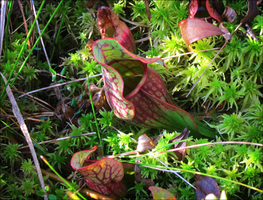 Adirondack Wildflowers:  Pitcher Plant on Barnum Bog at the Paul Smiths VIC (22 September 2012)