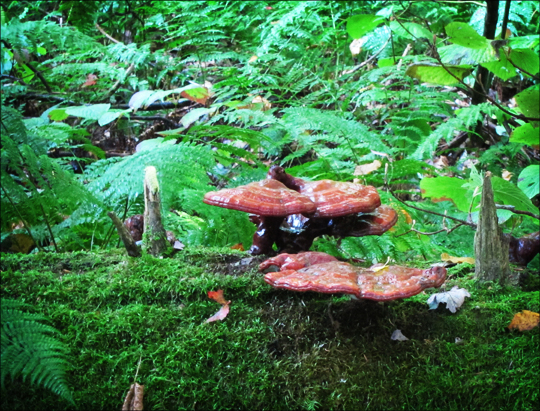 Hemlock Varnish Fungus on the Boreal Life Trail at the Paul Smiths VIC (22 September 2012)