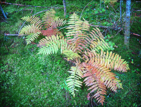 Fall in the Adirondacks: Cinnamon Fern on the Boreal Life Trail at the Paul Smiths VIC (22 September 2012)