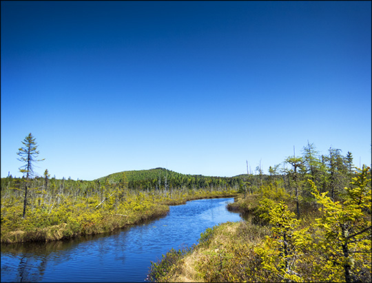 Adirondack Wetlands: Barnum Bog at the Paul Smiths VIC (23 May 2015)