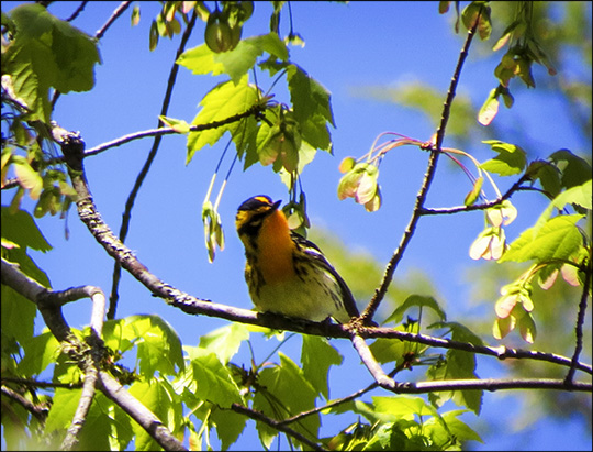 Birds of the Adirondacks:  Blackburnian Warbler on the Boreal Life Trail (23 May 2015)