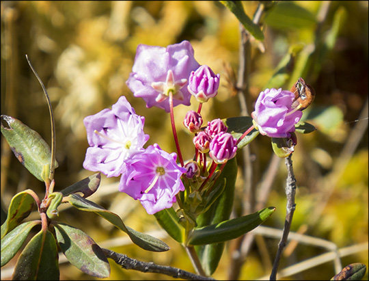 Shrubs of the Adirondacks:  Bog Laurel on Barnum Bog (23 May 2015)