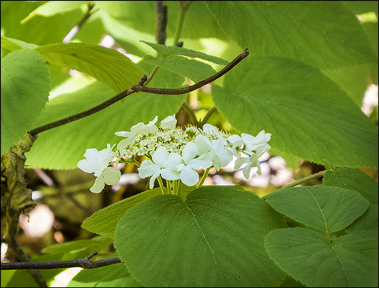 Adirondack Shrubs: Hobblebush on the Barnum Brook Trail (23 May 2015)