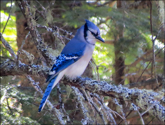 Birds of the Adirondacks:  Blue Jay on the Barnum Brook Trail (23 May 2015)