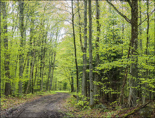 Adirondack Habitats:  Mixed forest along the Loggers Loop Trail (24 May 2014)