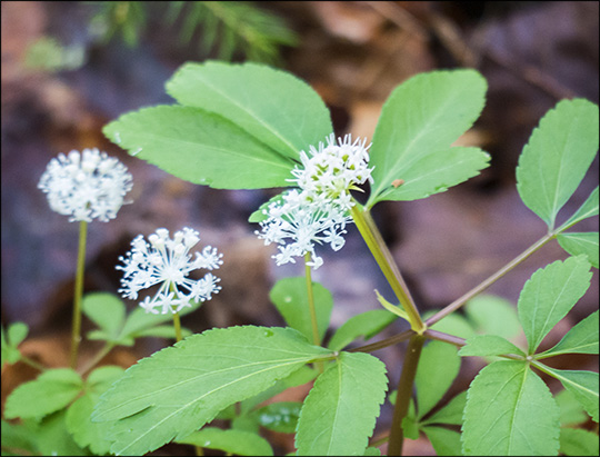 Adirondack Wildflowers:  Dward Ginseng along the Loggers Loop Trail (24 May 2014