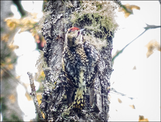 Birds of the Adirondacks: Yellow-bellied Sapsucker (24 May 2014)