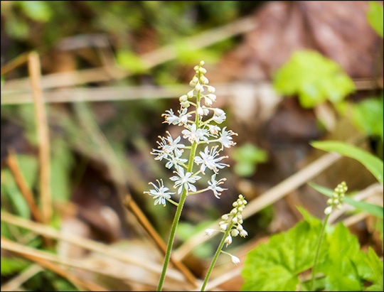 Adirondack Wildflowers: Foamflower on the Loggers Loop Trail (24 May 2014)