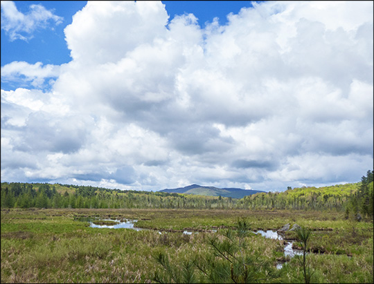 Adirondack Wetlands: Heron Marsh from the Barnum Brook Trail (24 May 2014)