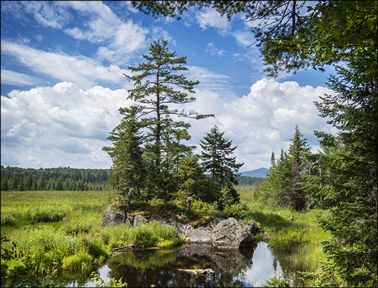 Adirondack Wetlands:  Heron Marsh from the Barnum Brook Trail (26 July 2014)