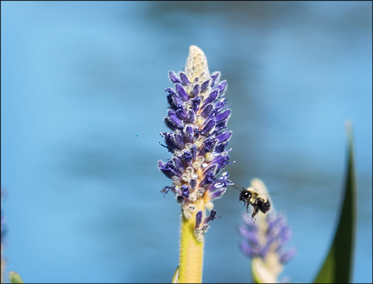 Adirondack Wildflowers: Pickerelweed blooming on Barnum Bog at the Paul Smiths VIC (27 July 2013)