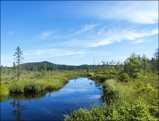 Adirondack Wetlands:  Barnum Bog from the Boreal Life Trail at the Paul Smiths VIC (27 July 2013)