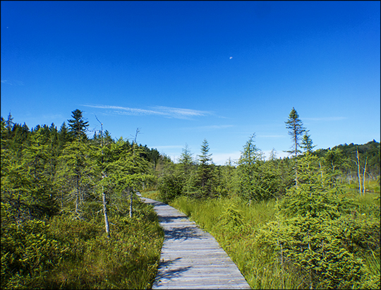 Adirondack Wetlands: Boreal Life Trail board walk on Barnum Bog at the Paul Smiths VIC (27 July 2013)