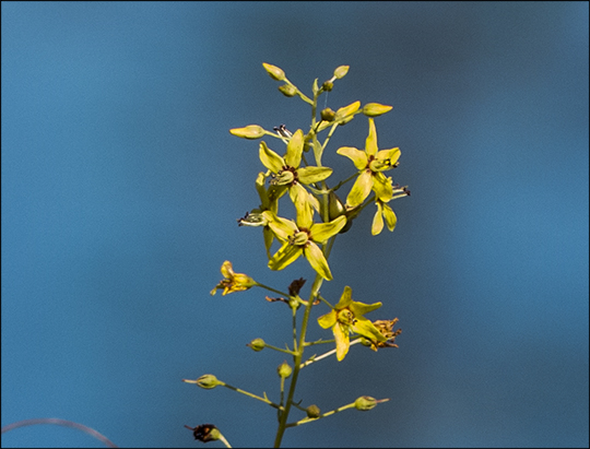 Adirondack Wildflowers:  Swamp Candles blooming on Barnum Bog at the Paul Smiths VIC (27 July 2013)