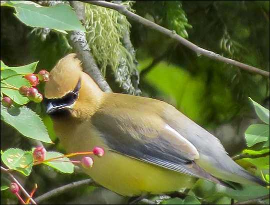 Birds of the Adirondacks: Cedar Waxwing near the VIC parking lot (27 June 2015)