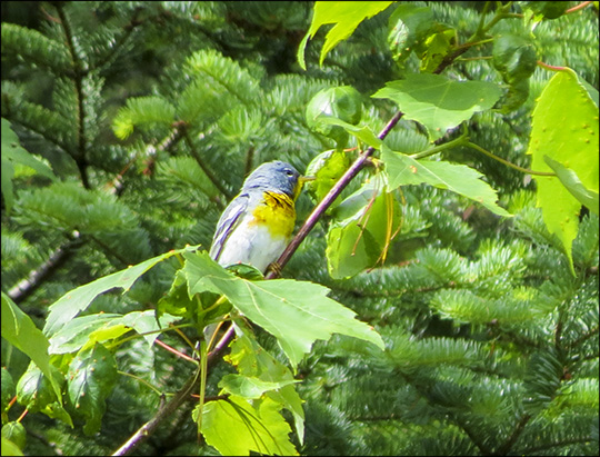 Birds of the Adirondacks:  Male Northern Parula near the VIC parking lot (27 June 2015)