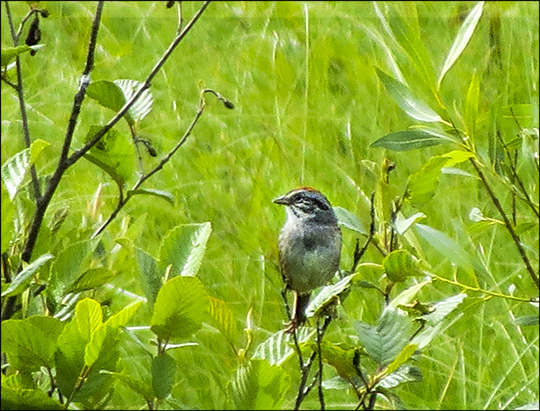 Birds of the Adirondacks: Swamp Sparrow on Heron Marsh at the Paul Smiths VIC (27 June 2015)