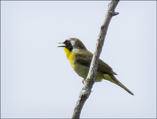 Birds of the Adirondacks: Male Common Yellowthroat on Heron Marsh at the Paul Smiths VIC (27 June 2015)