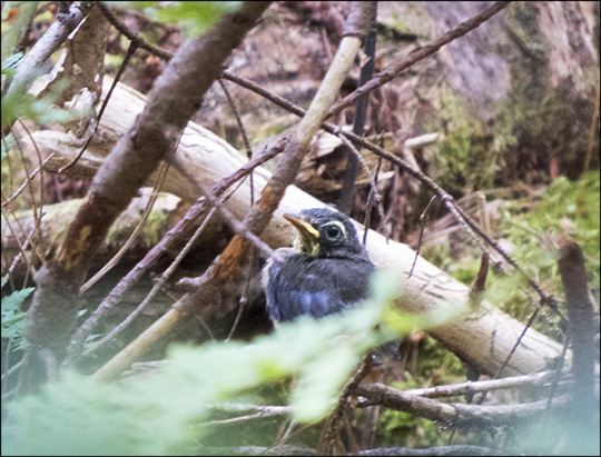 Birds of the Adirondacks: Newly-fledged Black-throated Blue Warbler on the Boreal Life Trail at the Paul Smiths VIC (27 June 2015)