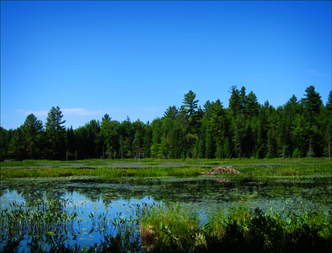 Adirondack Wetlands: Beaver Lodge on Heron Marsh at the Paul Smiths VIC (28 June 2012)