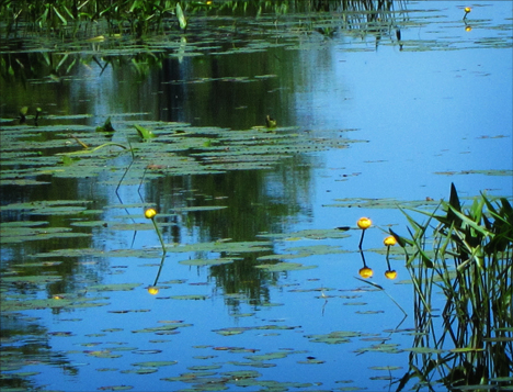 Adirondack Wildflowers: Yellow Pond Lilies in bloom on Heron Marsh at the Paul Smiths VIC (28 June 2012)