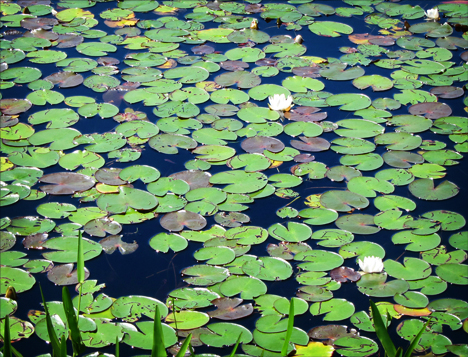 Adirondack Wildflowers: White Water Lilies in bloom on Heron Marsh at the Paul Smiths VIC (28 June 2012)