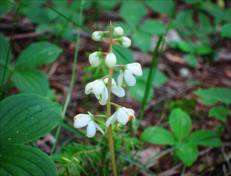 Adirondack Wildflowers: Shinleaf in bloom at the Paul Smiths VIC (28 June 2012)