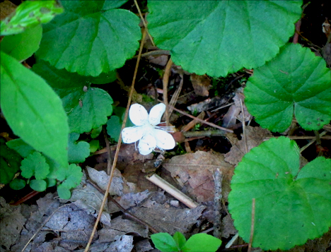 Adirondack Wildflowers: DewDrop (False Violet) in bloom at the Paul Smiths VIC (28 June 2012)