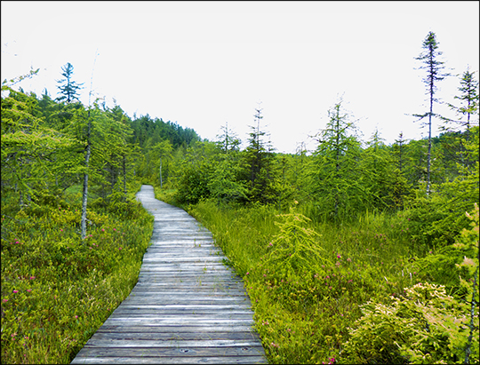 Adirondack Wetlands: Barnum Bog at the Paul Smiths VIC (29 June 2013)