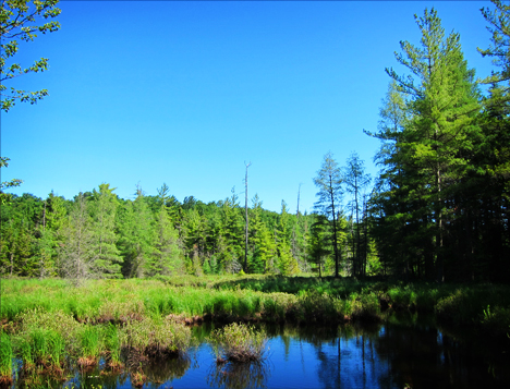 Barnum Brook from the Jenkins Mountain Trail at the Paul Smiths VIC