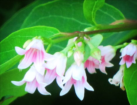 Adirondack Wildflowers: Spreading Dogbane blooming near the Paul Smiths VIC building