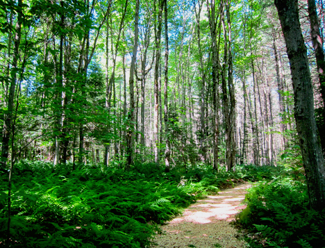 New trail surfacing on the Hemlock Connector at the Paul Smiths VIC