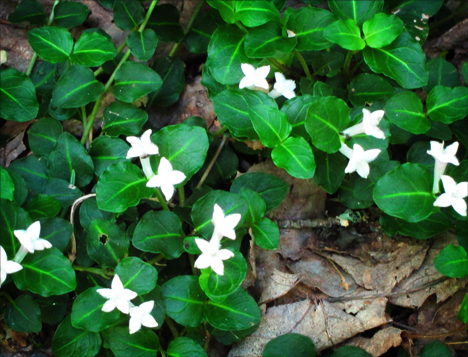 Adirondack Wildflowers: Partridgberry blooming on the Boreal Life Trail at the Paul Smiths VIC