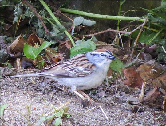 Birds of the Adirondacks: Chipping Sparrow near the Paul Smiths VIC Building (30 May 2015)