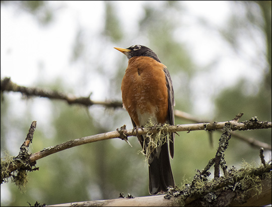 Birds of the Adirondacks:  American Robin near the VIC Parking Lot (30 May 2015)