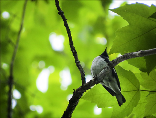 Birds of the Adirondacks:  Black-throated Blue Warbler on the Barnum Brook Trail at the Paul Smiths VIC (30 May 2015)