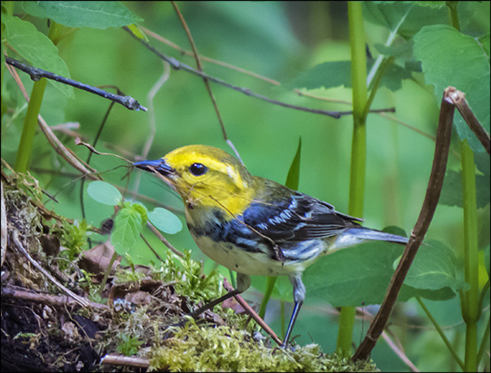 Birds of the Adirondacks: Black-throated Green Warbler on the Logger's Loop Trail at the Paul Smiths VIC (30 May 2015)