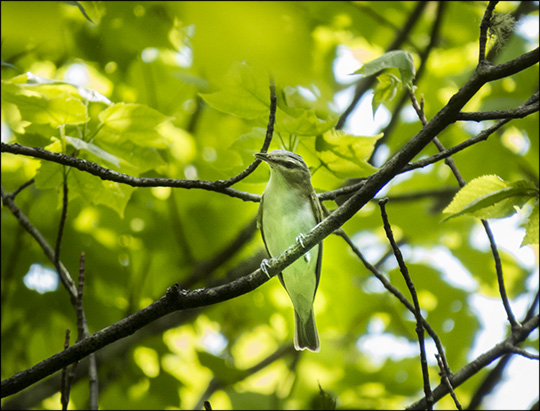 Birds of the Adirondacks: Red-eyed Vireo on the Logger's Loop Trail at the Paul Smiths VIC (30 May 2015)