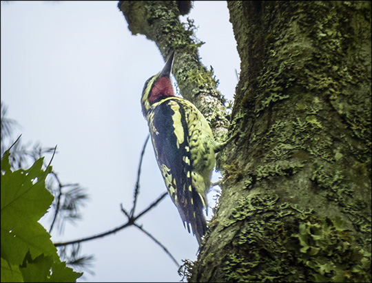 Birds of the Adirondacks: Yellow-bellied Sapsucker on the Logger's Loop Trail at the Paul Smiths VIC (30 May 2015)