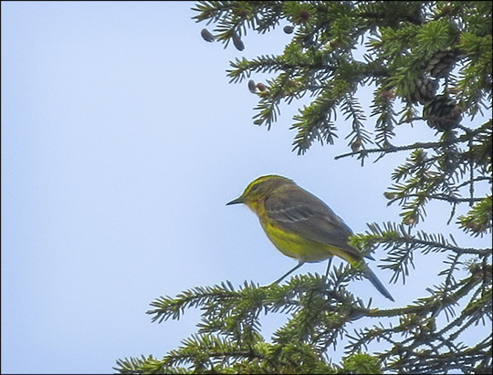 Birds of the Adirondacks: Palm Warbler on Barnum Bog at the Paul Smiths VIC (30 May 2015)