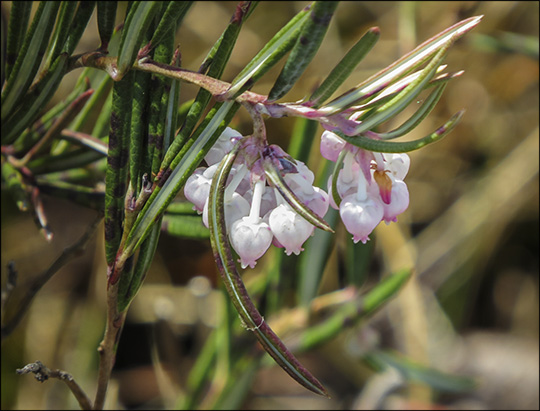 Adirondack Shrubs: Bog Rosemary on Barnum Bog (31 May 2014)