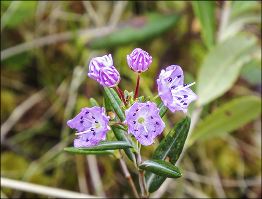 Adirondack Shrubs: Bog Laurel on Barnum Bog (31 May 2014)