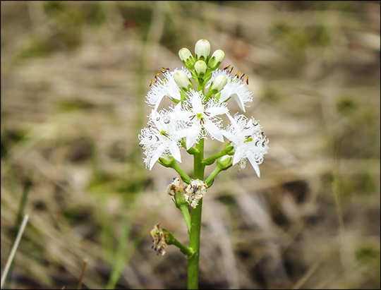 Adirondack Wildflowers: Buckbean on Barnum Bog (31 May 2014)