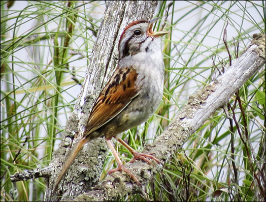 Birds of the Adirondacks: Swamp Sparrow from the Heron Marsh Trail tower at the Paul Smiths VIC (4 July 2015)