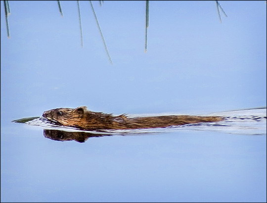 Mammals of the Adirondacks:  Muskrat on Heron Marsh from the Heron Marsh Trail tower (4 July 2015)