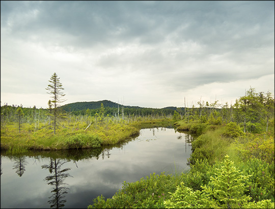 Adirondack Wetlands:  Barnum Bog from the Boreal Life Trail boardwalk (4 July 2015)