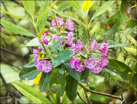 Shrubs of the Adirondacks: Sheep Laurel on Barnum Bog at the Paul Smiths VIC (4 July 2015)