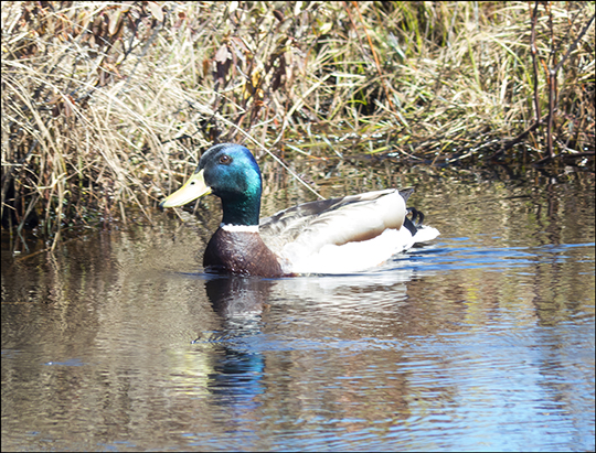 Birds of the Adirondacks:  Mallard on Barnum Brook from the Boreal Life Trail Board Walk at the Paul Smiths VIC (4 May 2013)